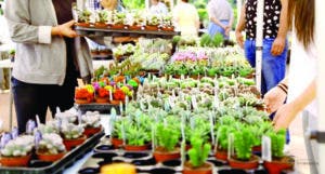 Festival Plantas y Flores, espacio para revivirse