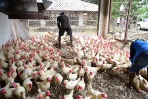 Granjas disponen de más de 716 mil gallinas listas para sacar