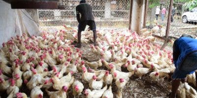 Granjas disponen de más de 716 mil gallinas listas para sacar