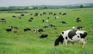 Ganadería verde mitiga los  efectos climáticos