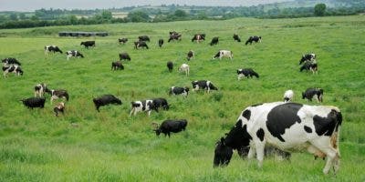 Ganadería verde mitiga los  efectos climáticos