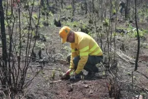 Bomberos forestales plantan tres mil árboles en área de Loma Guaigüí afectada por incendio