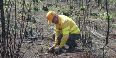 Bomberos forestales plantan tres mil árboles en área de Loma Guaigüí afectada por incendio