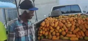 Vendedores de frutas del mercado de Dajabón denuncian pérdidas millonarias