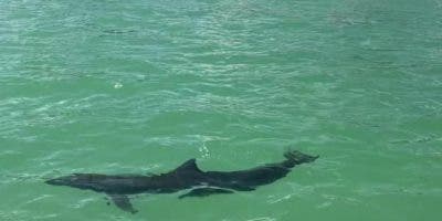 Dolphin Discovery Punta Cana rehabilita a delfín silvestre desorientado