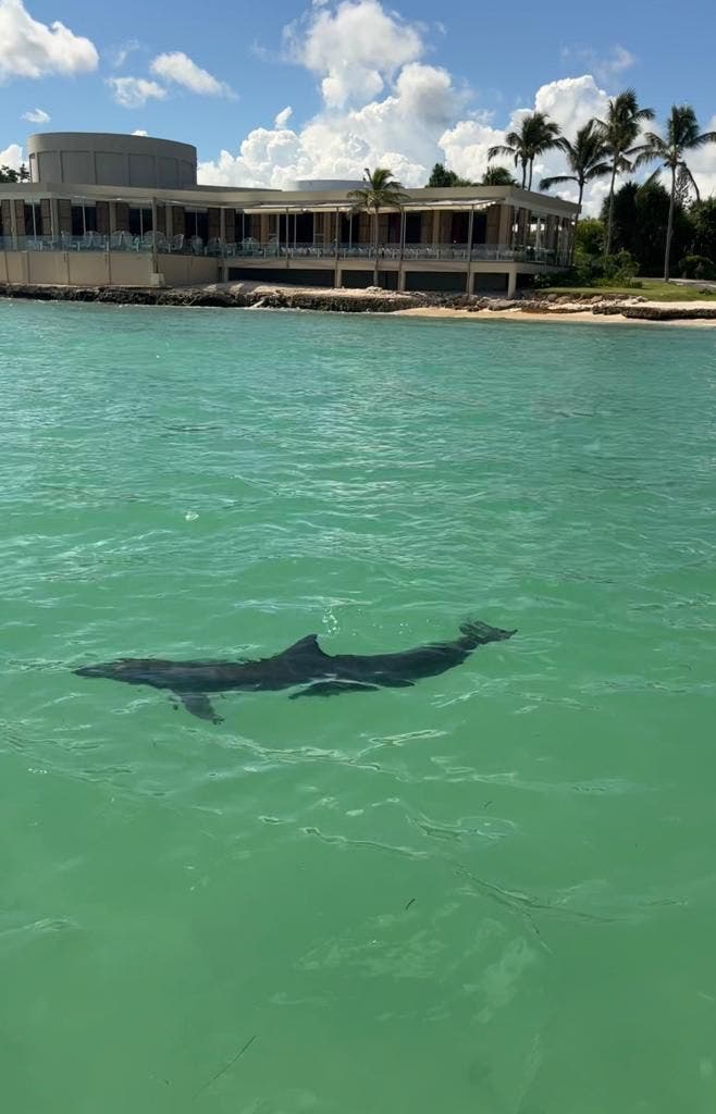 Dolphin Discovery Punta Cana rehabilita a delfín silvestre desorientado