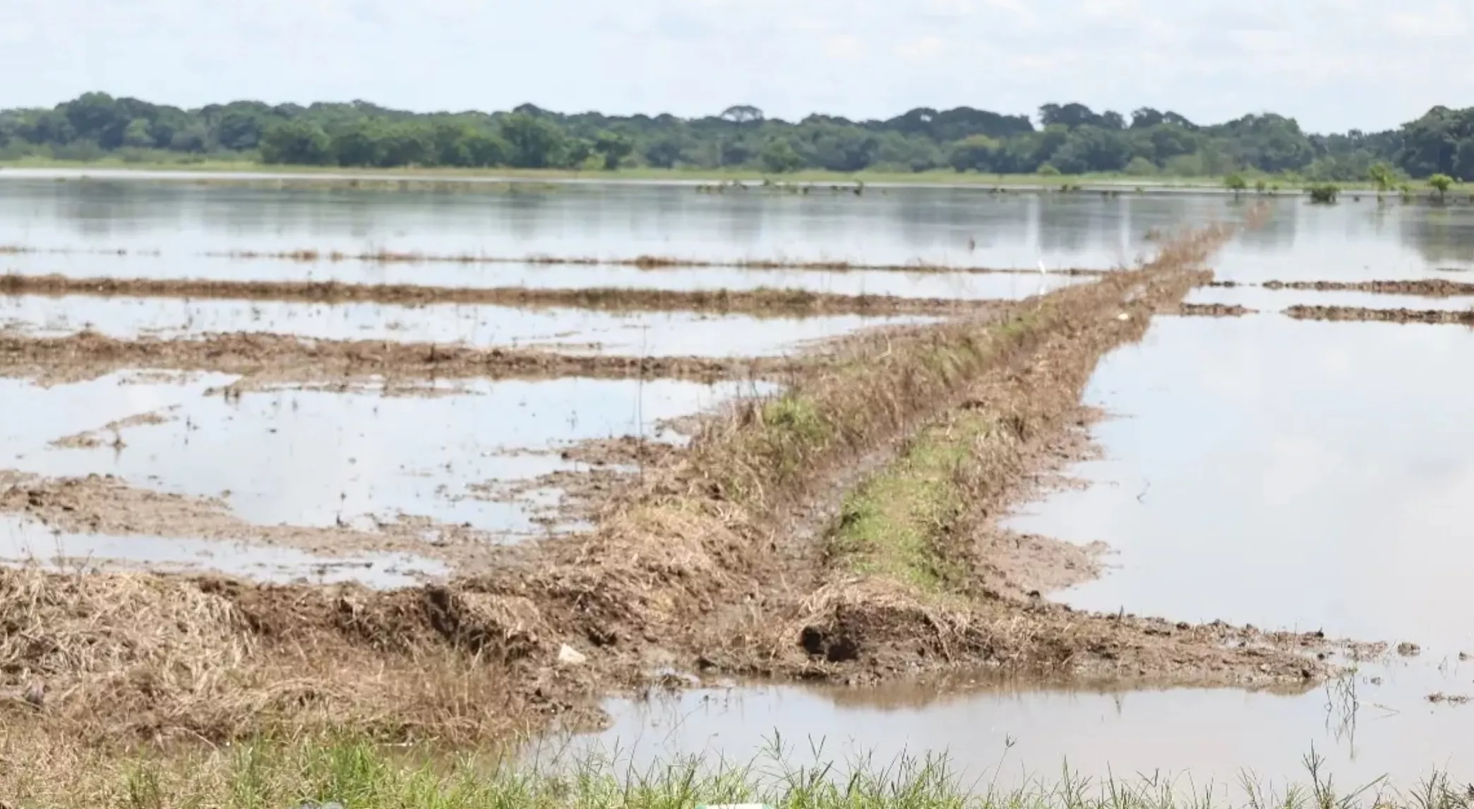 El cambio climático reduce el rendimiento agropecuario