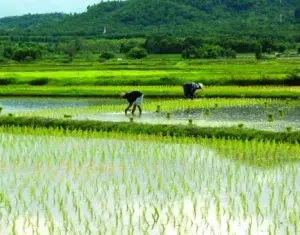 Lluvias afectan algunos productores y bendice otros