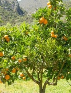 Producción de cítrico afectada por el clima