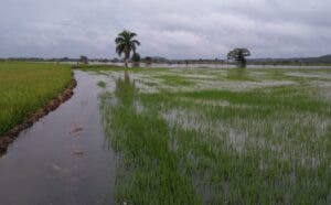 Agro debe adaptarse cambio climático