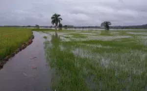 Agro debe adaptarse cambio climático