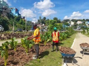 Los cubre suelos, modo silvicultura de proteger y embellecer jardines