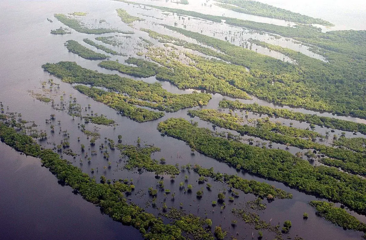 El 42 % de los bosques vírgenes de la Amazonía no tiene protección y puede desaparecer