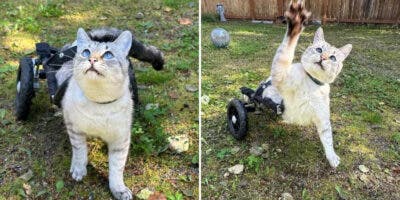 El espíritu imbatible de Carpir, un gato en silla de ruedas que desafía la adversidad