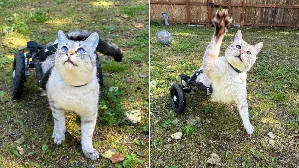 El espíritu imbatible de Carpir, un gato en silla de ruedas que desafía la adversidad