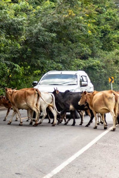 Ganado circula por la libre en Monte Plata