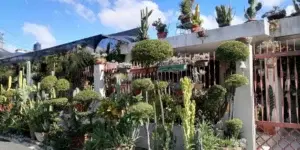 Una casa jardín funge de terapia emocional a dueña