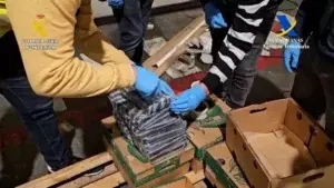 Interceptan en España 2,268 kilos de coca ocultos en cajas de aguacates procedentes de RD