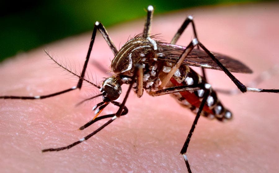 República Dominicana confirma casi mil casos de dengue y nueve muertes