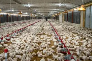 Gobierno paga 80 millones de pesos a productores avícolas por sacrificio de gallinas