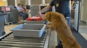 DNCD refuerza operativos en aeropuertos y puertos de país