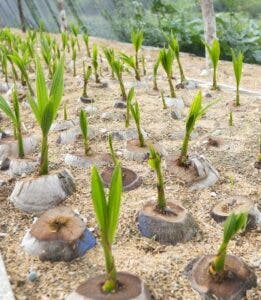 Sur Futuro fomenta mejora cultivo coco