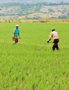 Gobierno desembolsa recursos sector arrocero