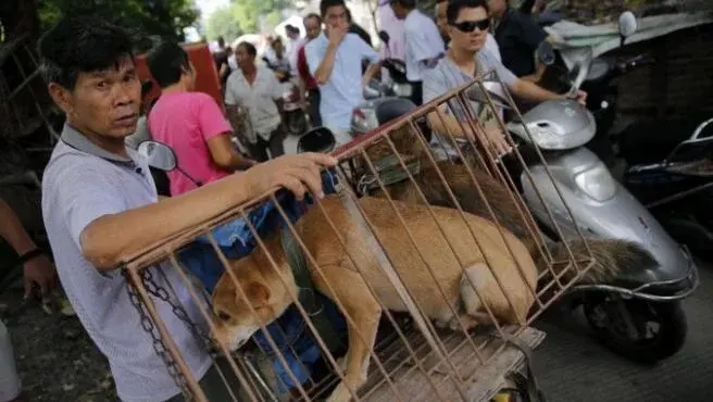 Corea del Sur aprueba prohibir el consumo humano de carne de perro