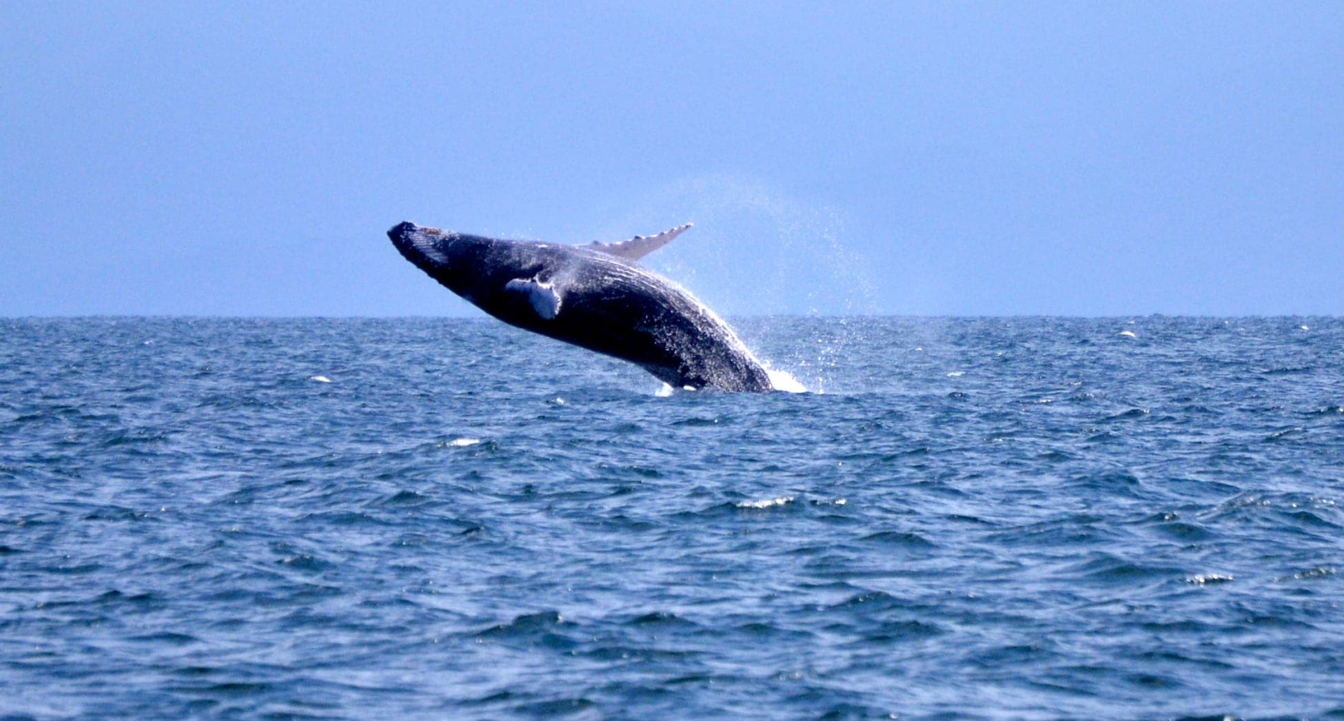 Investigadores del INTEC realizan análisis sobre ecosistema de la Bahía de Samaná