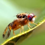 Agricultura detecta mosca del Mediterráneo y toma medidas