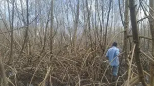 Técnicos de Medio Ambiente evaluarán daños a manglares en Las Terrenas