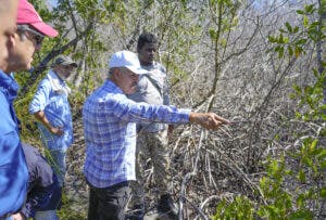 Autoridades evalúan manglar degradado dentro de humedal en Las Terrenas