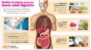 Salud gastrointestinal, esencial para el bienestar de todos los órganos