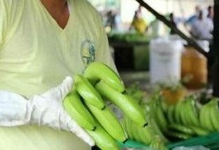 Exportaciones agropecuarias dominicanas crecieron un 38,5 % interanual en el mes de mayo