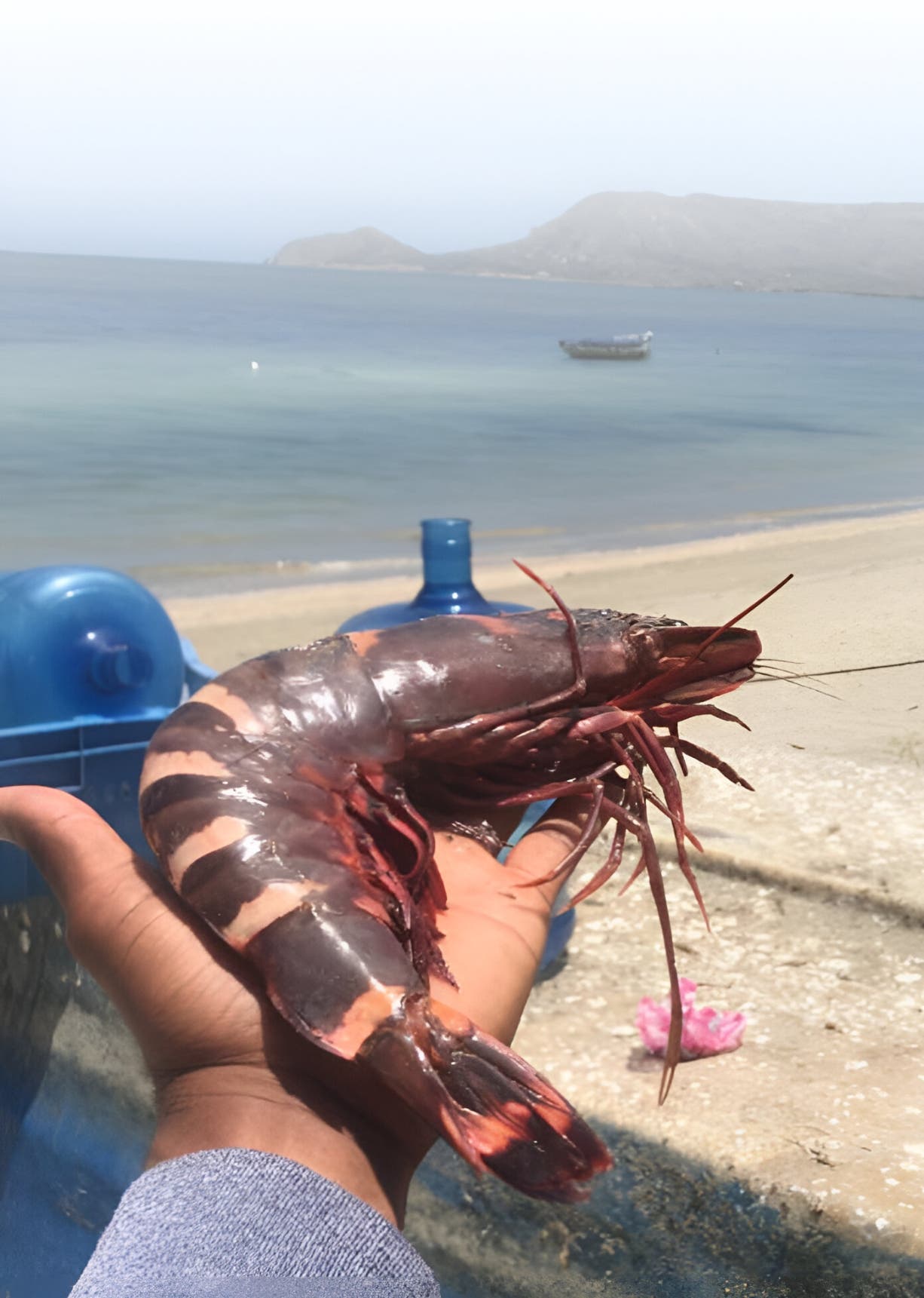 Camarón tigre gigante, investigado  para determinar impacto costas RD