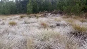 En Valle Nuevo se siguen registrando temperaturas bajo cero