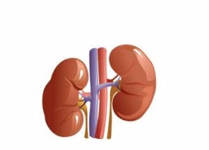 «Salud Renal Siempre»: una nueva plataforma para cuidar los riñones