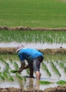 Banreservas dispone recursos para financiar cosecha arroz