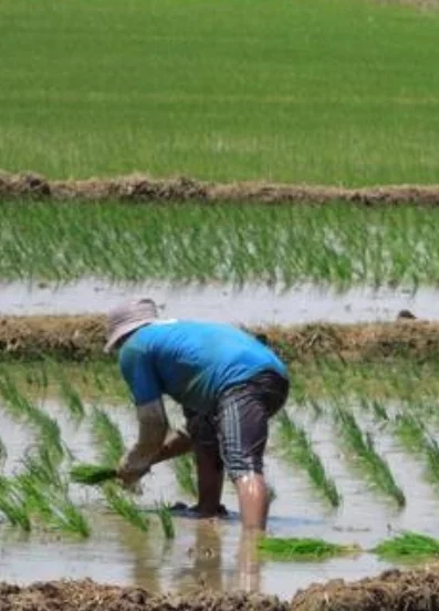 Banreservas dispone recursos para financiar cosecha arroz