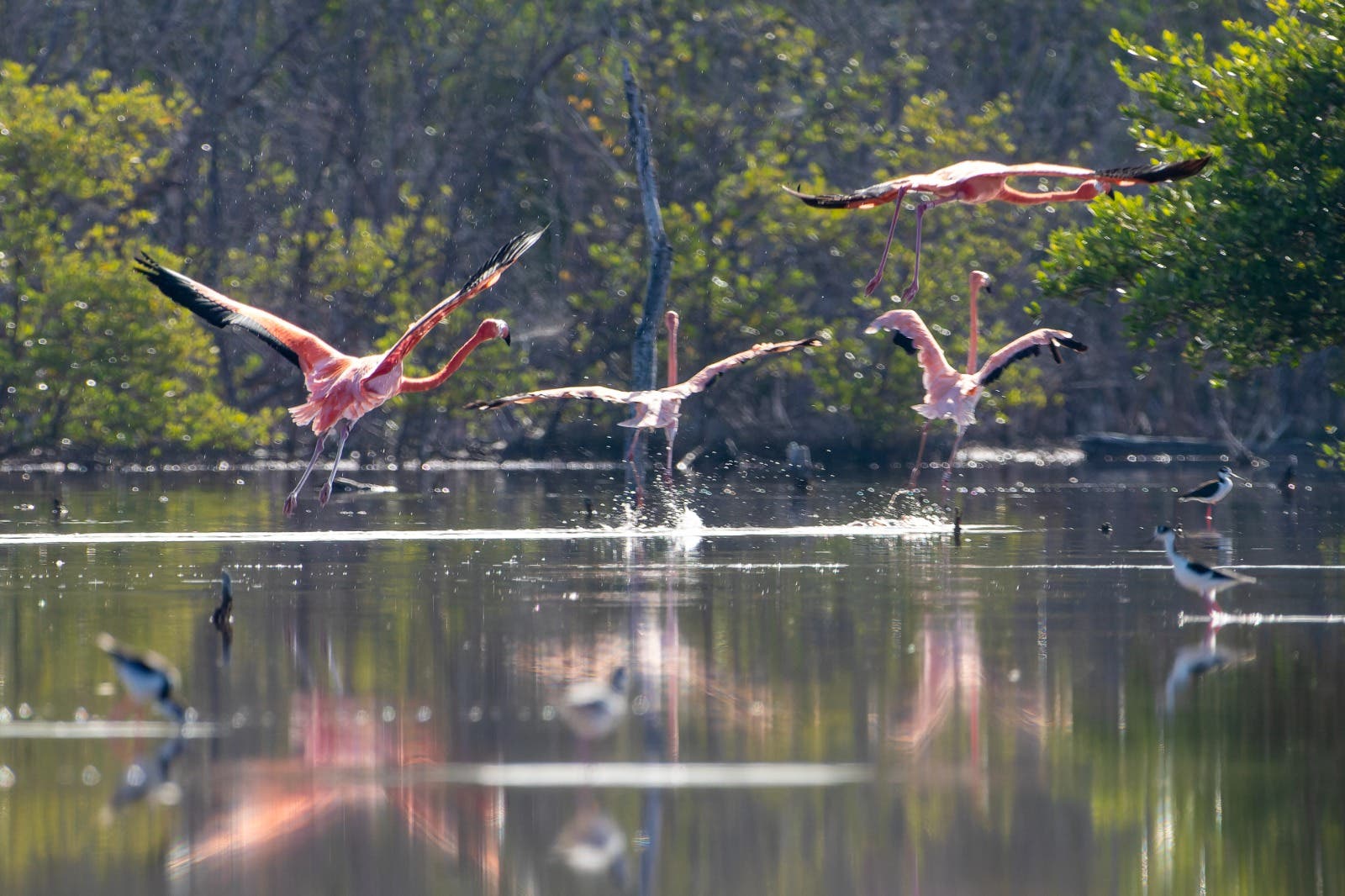 Liberan 44 flamencos del proyecto Rescate Rosado en Montecristi