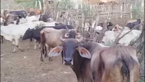 Verja perimetral impide robo de vacas en la frontera por cuatreros haitianos