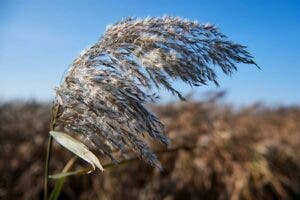 Cambio climático y contaminación, «la tormenta perfecta» para las alergias