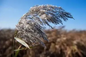 Cambio climático y contaminación, «la tormenta perfecta» para las alergias