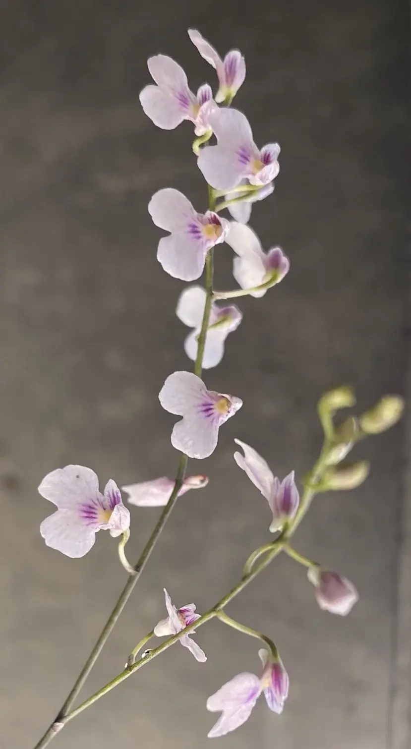 Exóticas especies serán atractivo en la Exposición de Orquídeas