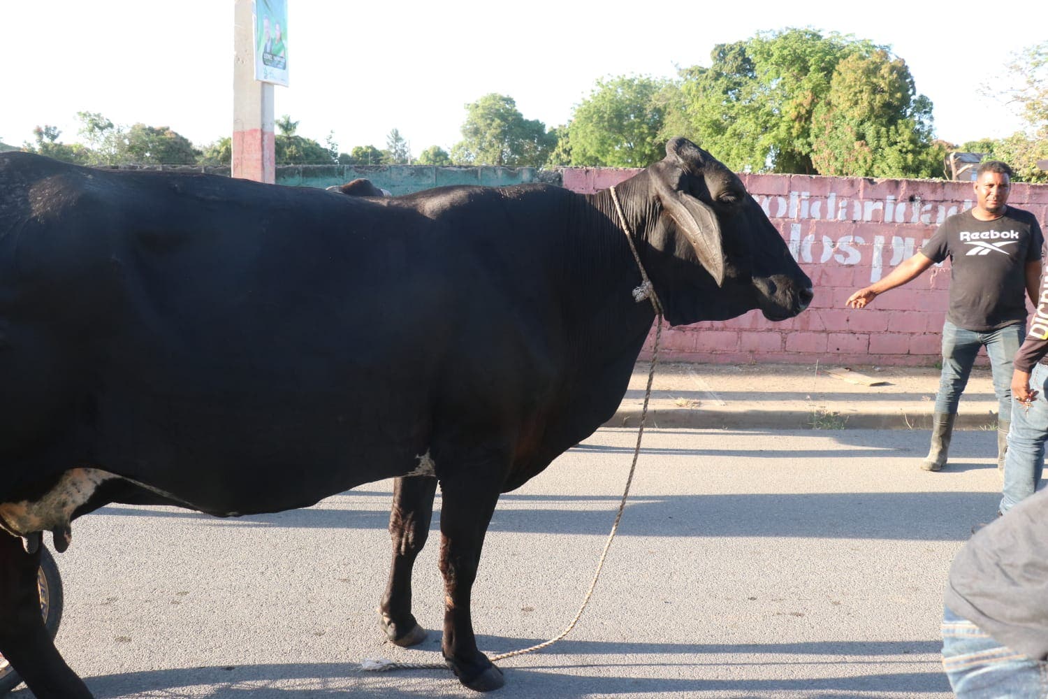 Haitianos devuelven 4 vacas robadas a ganadero de Dajabón luego de pagar 102 mil pesos