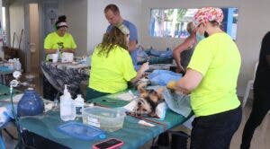 Más de 350 animales fueron esterilizados en jornada médica