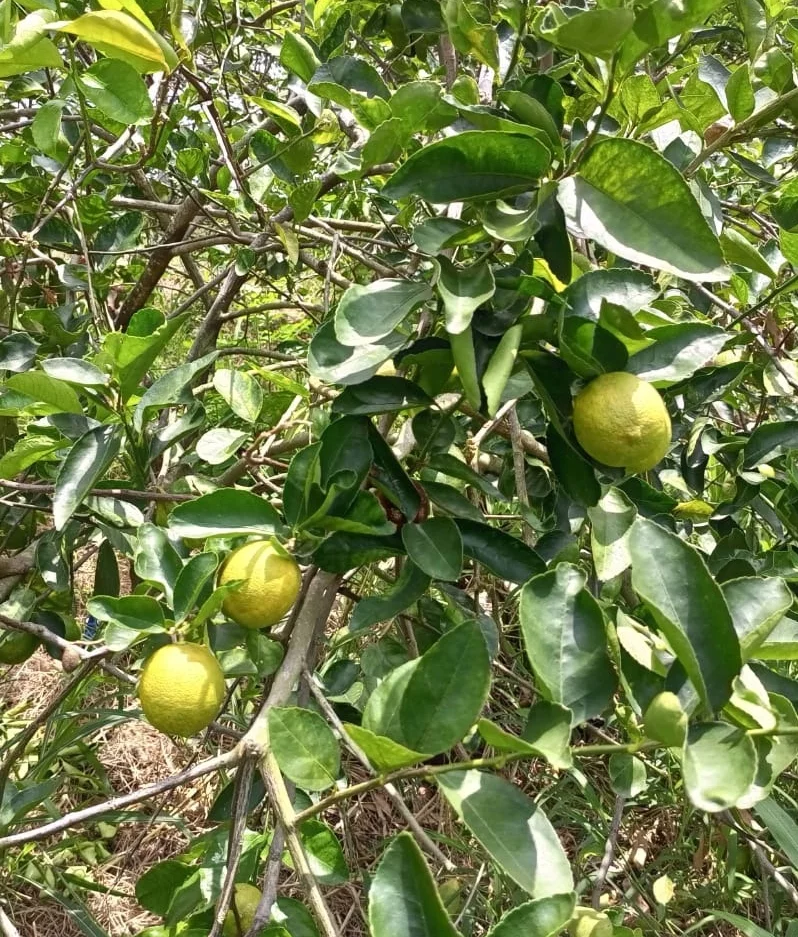 Plagas,  un reto para producción de limón