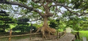 árbol nacional de Panamá