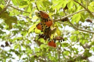 Anacagüita, atractivo árbol nacional de Panamá