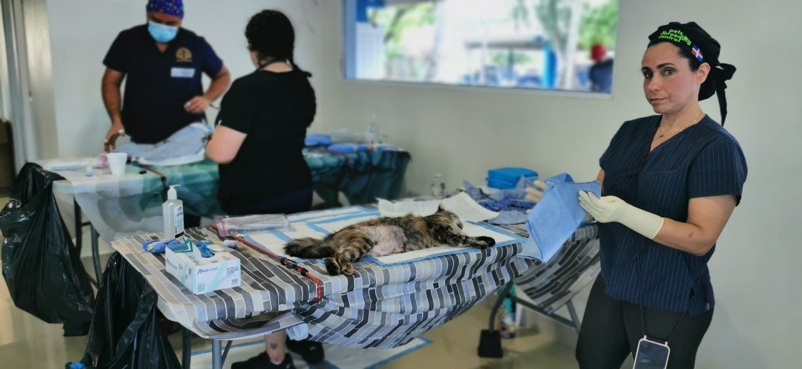 Jornada de esterilización de gatos y perros en Santo Domingo